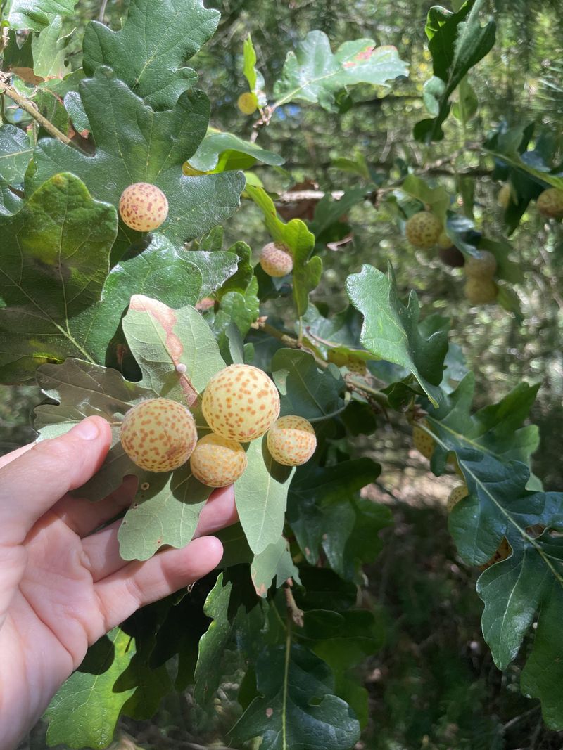 Gall Wasps Create Protective Homes