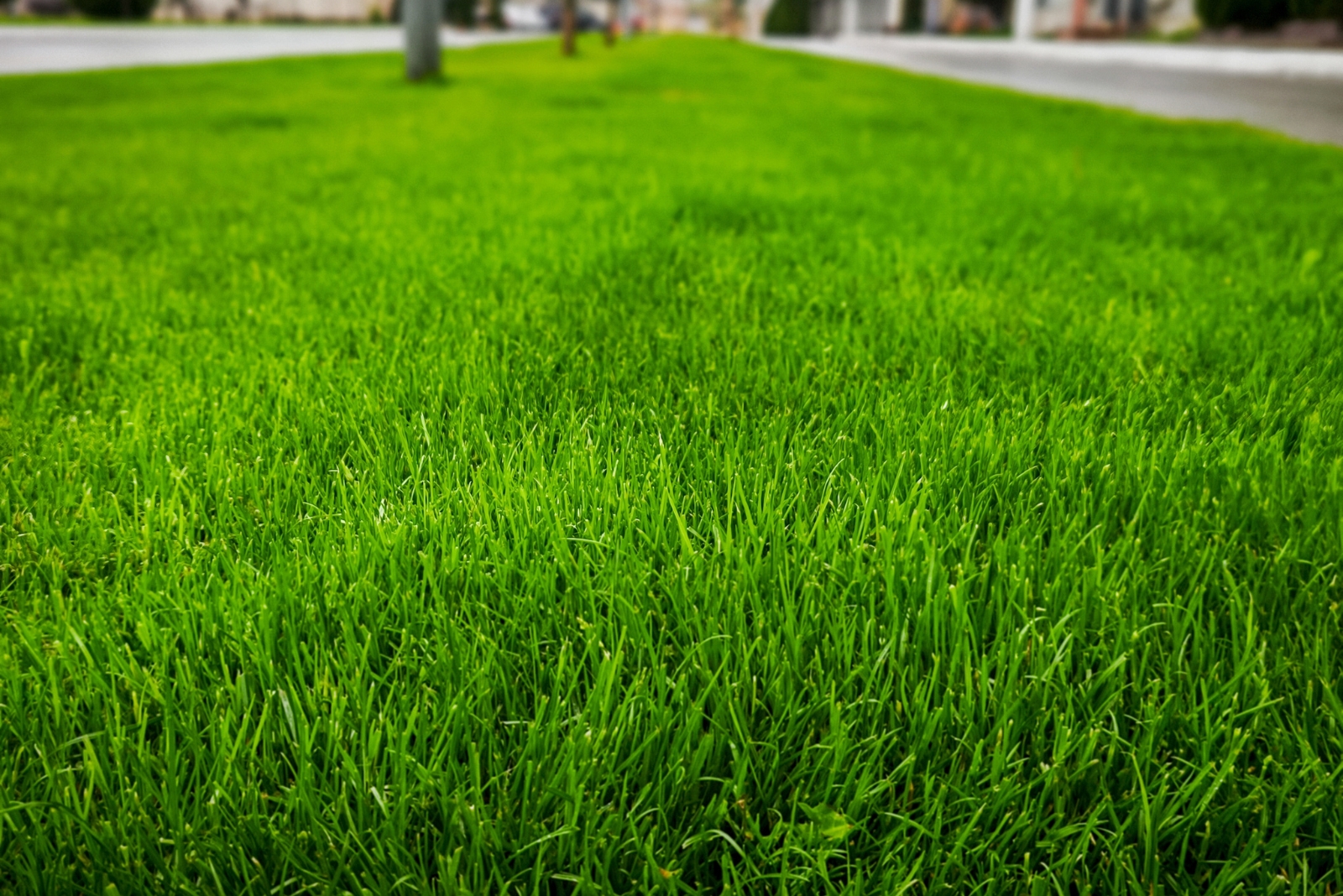 lawn (featured image)