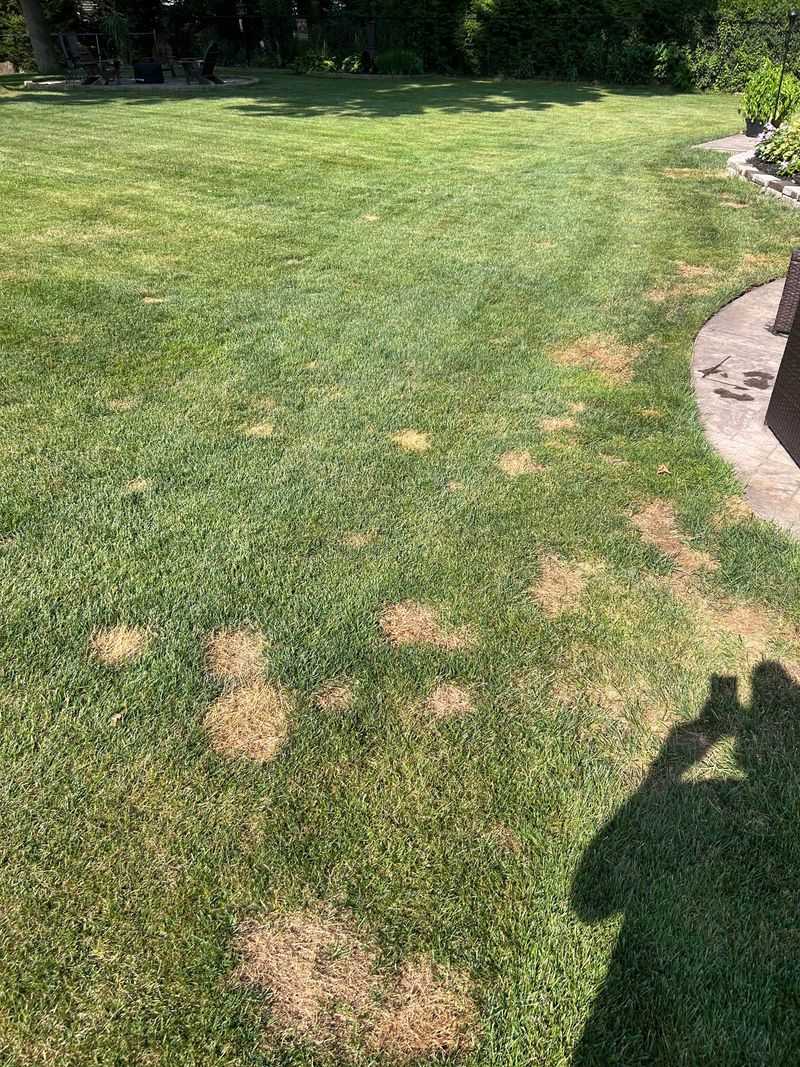 Fights Fungal Growth Before Winter