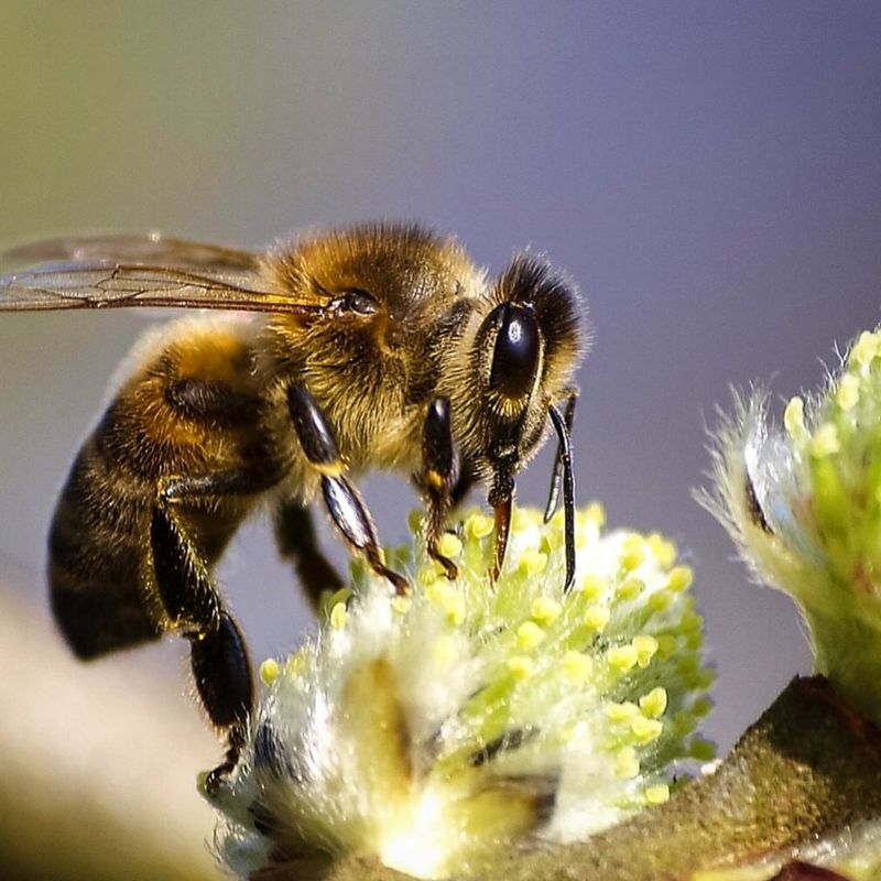Habitat Loss From Urban Sprawl
