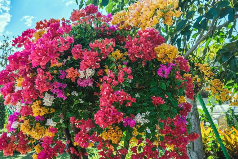 Bougainvillea spectabilis