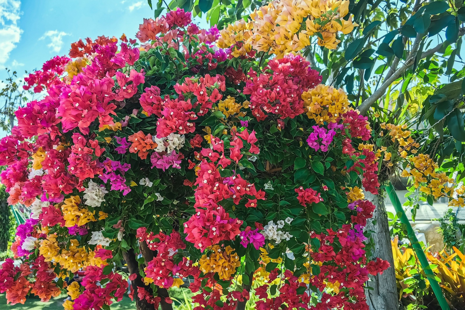 Why Bougainvillea Is Exploding In Popularity Across Southern California