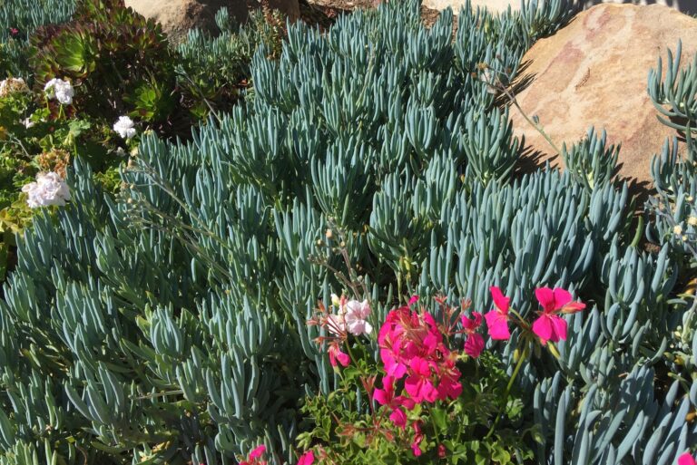 California garden (featured image)