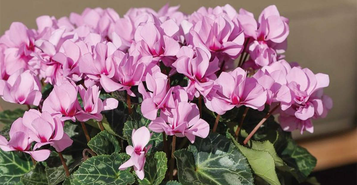 Why California Gardeners Prefer Cyclamen For Winter Porch Displays