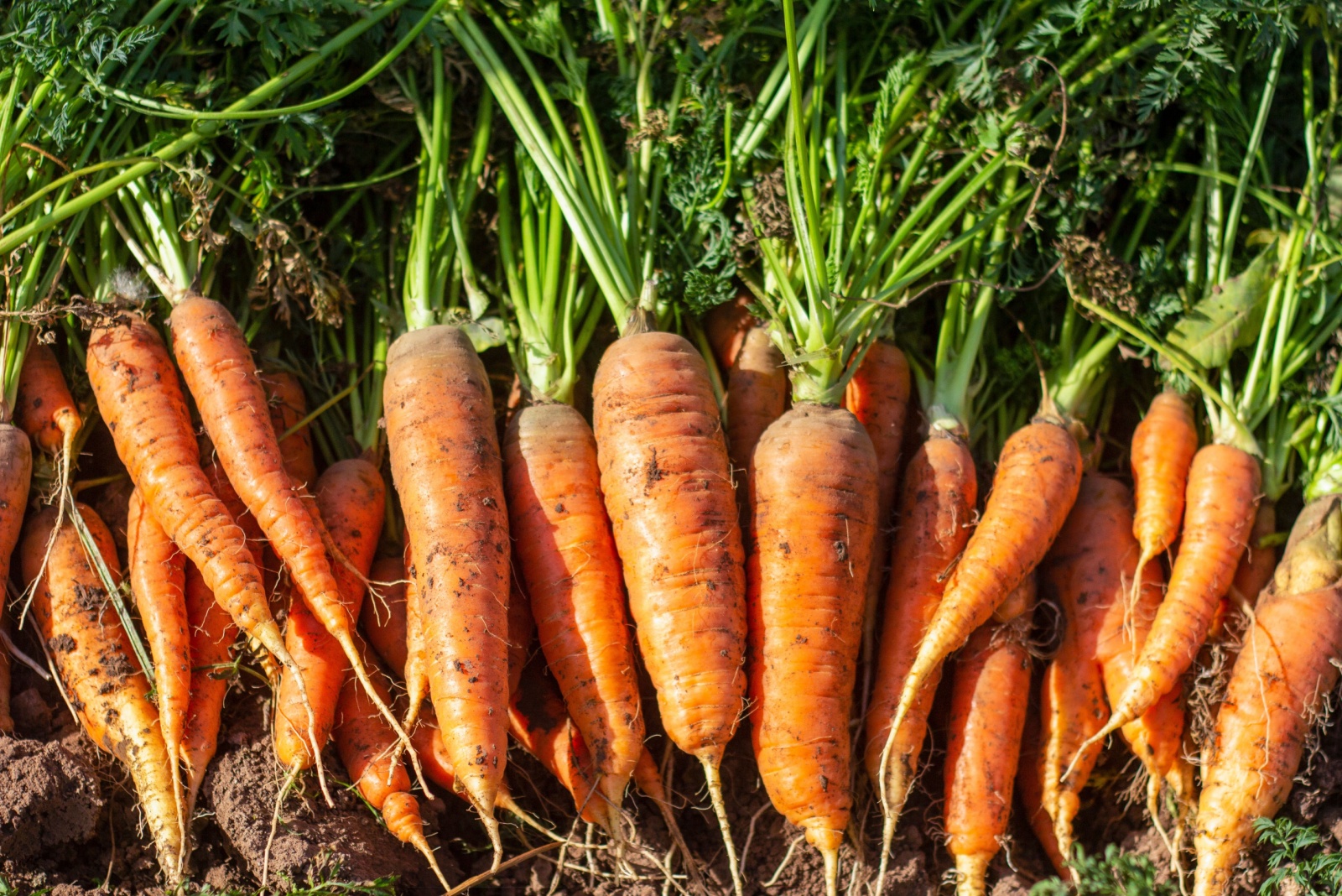 Why Carrots Grow Sweeter For Washington Gardeners In December