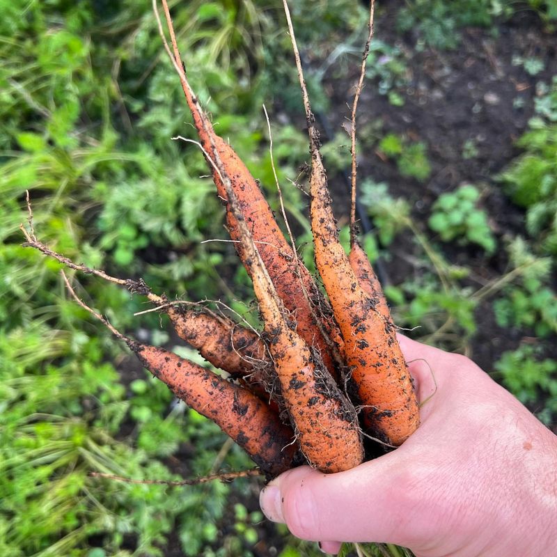 Cold Temperature Sugar Conversion