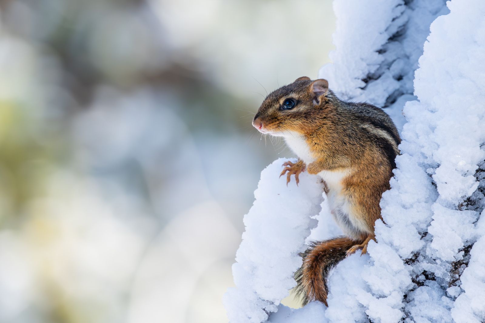 Why Chipmunks Show Up In Massachusetts Yards Even In The Cold Months