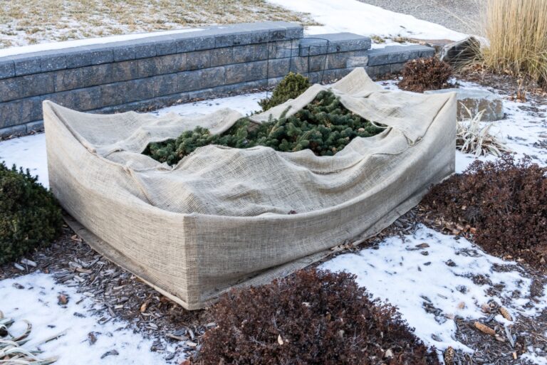 Front yard young Evergreen Shrubs covered with burlap material to protect from freezing
