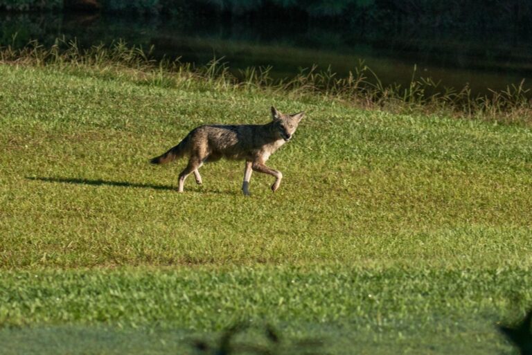 Eastern coyote in a North Carolina grassy area