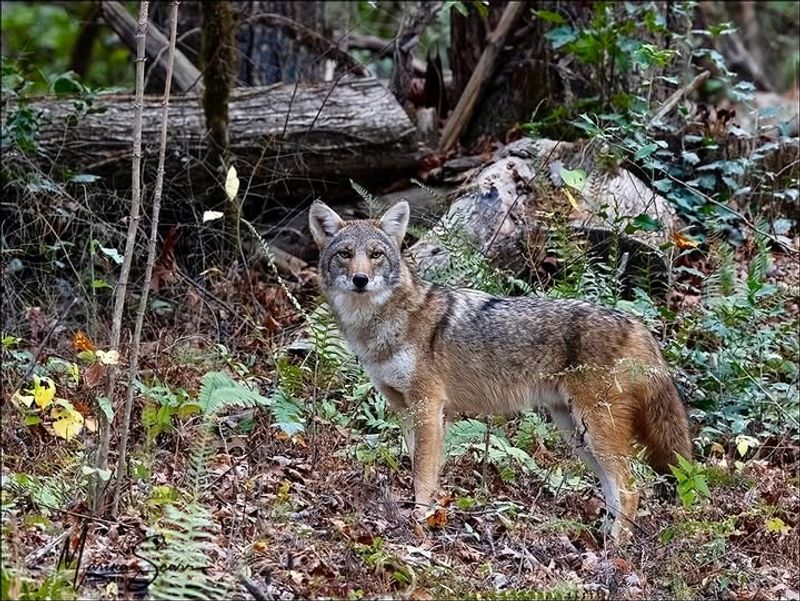 Loss Of Natural Habitat