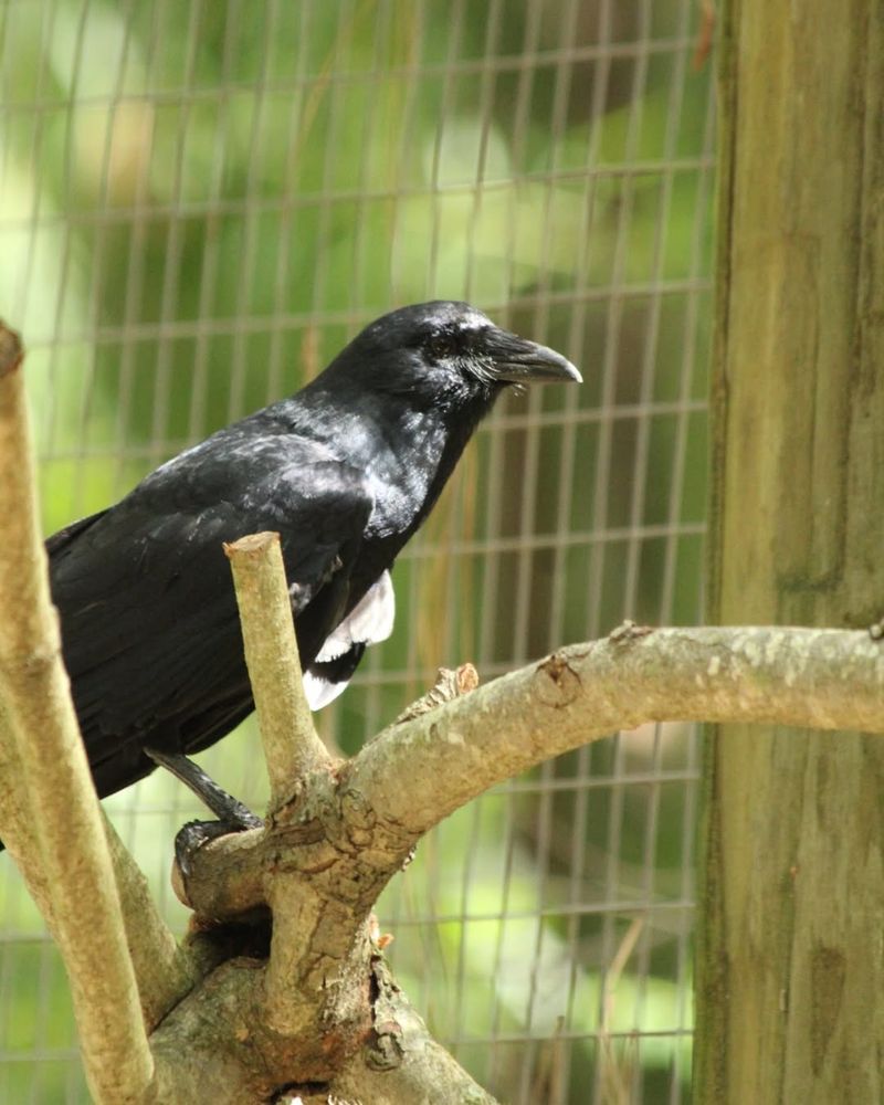 Natural Pest Control Experts