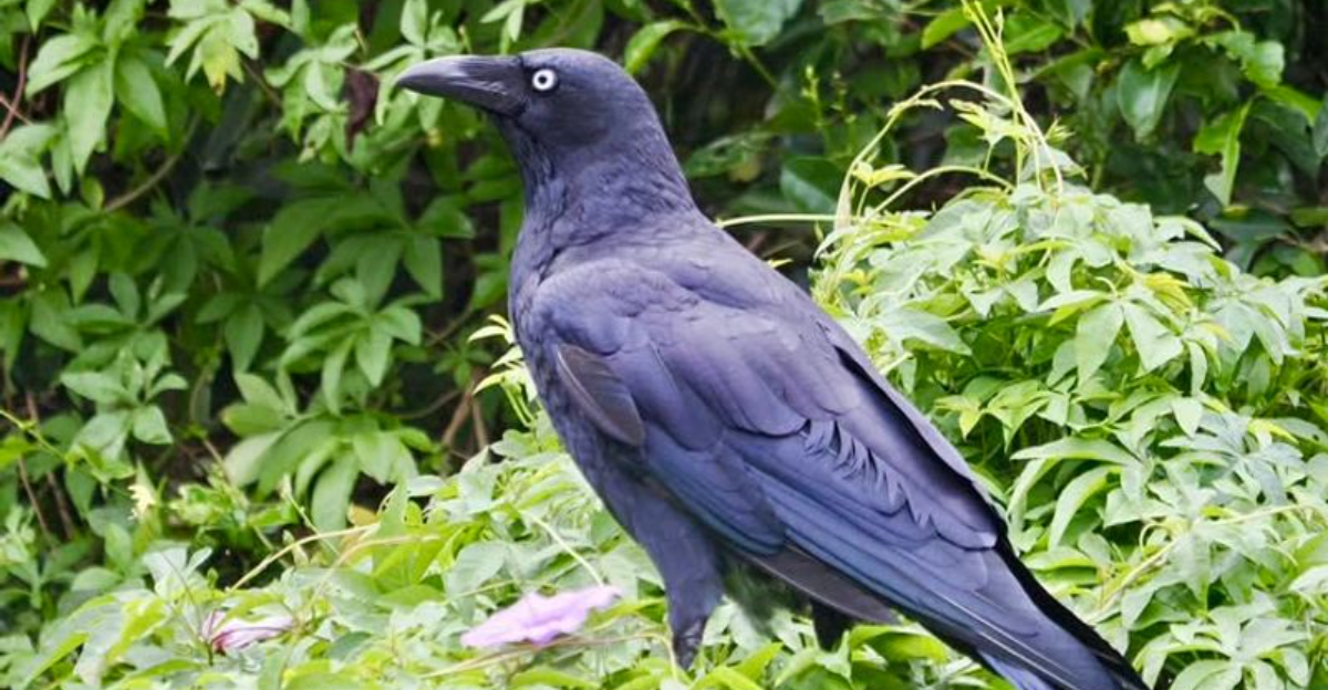 Why Crows Gathering in Your Washington Yard This Winter Might Be More Helpful Than You Think