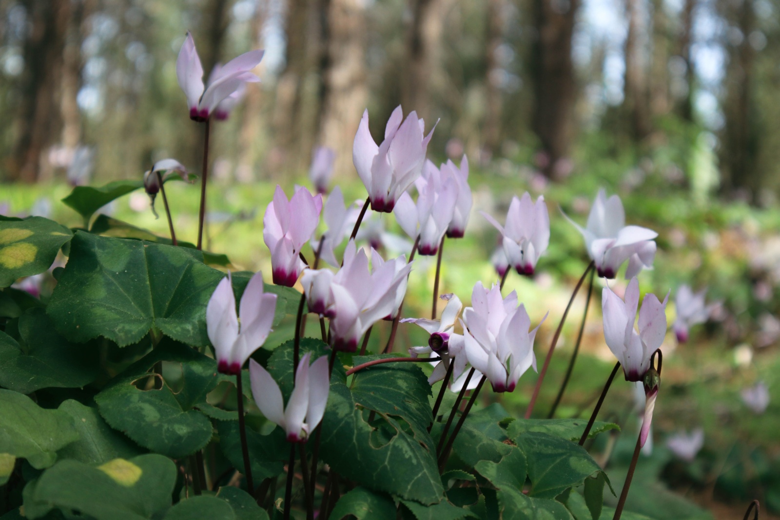Why Cyclamen Last Longer Outdoors For Many Utah Gardeners