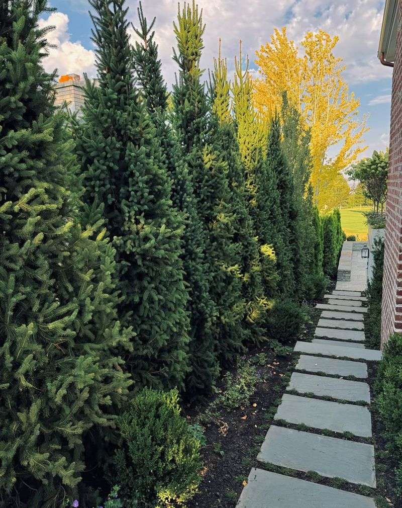 Staggered Planting Rows Create Seamless Barriers