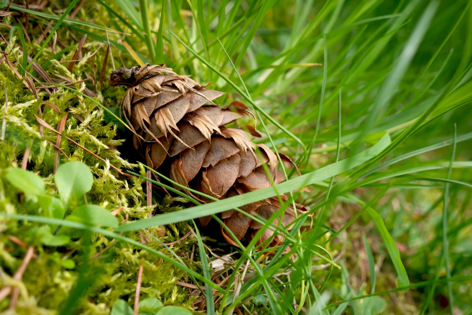 pine cone in grass