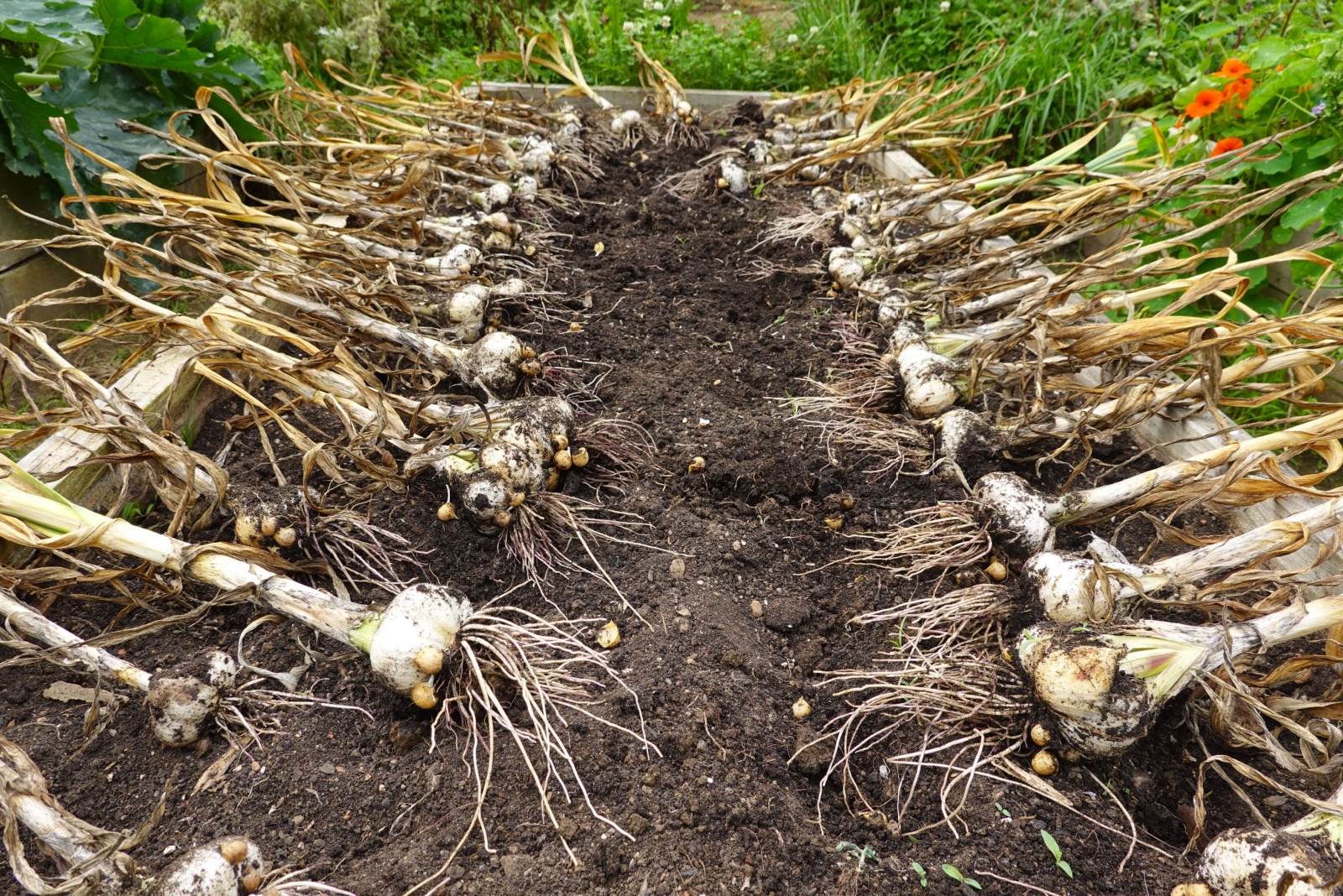 growing garlic in the backyard garden