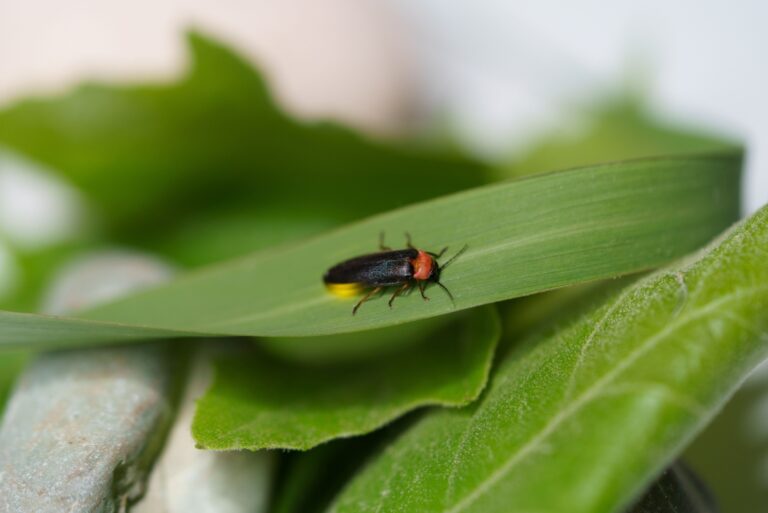 A black firefly beetle