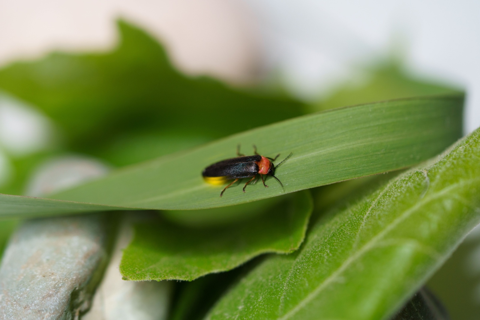 Why Fireflies Are Vanishing From Pennsylvania Gardens And What It Means