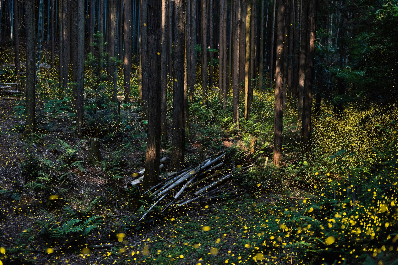 Why Fireflies Seem To Be Disappearing Across Ohio