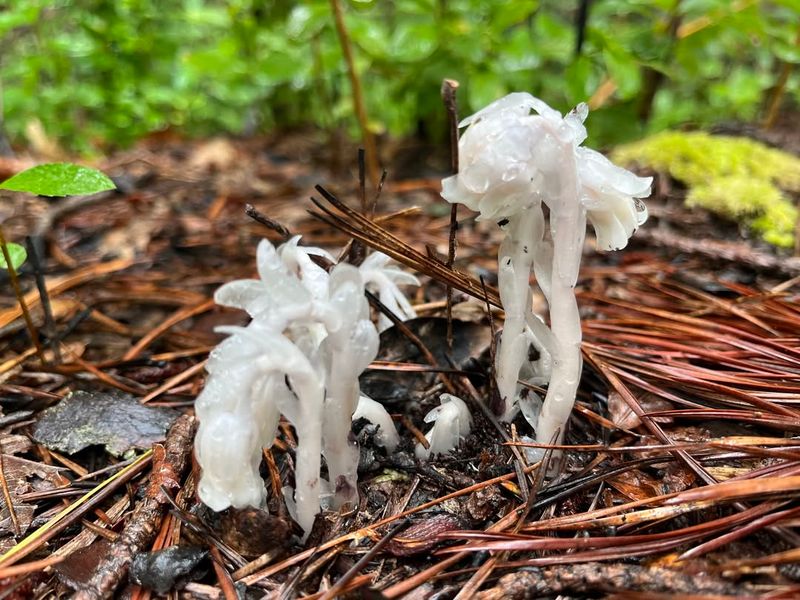 Ghost Pipe Contains Zero Chlorophyll