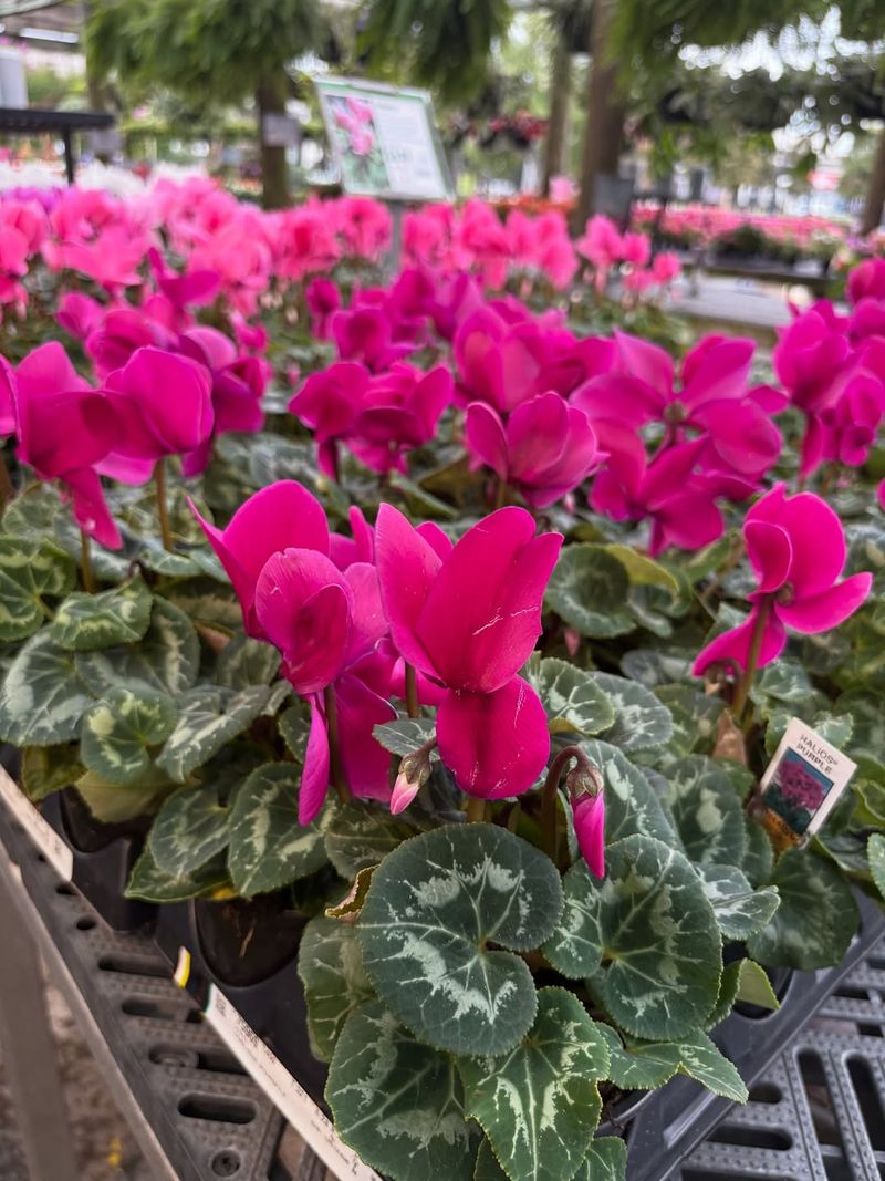 Cool Temperatures Bring Out Vibrant Colors