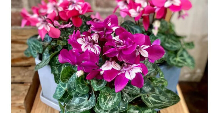 cyclamen bloom display