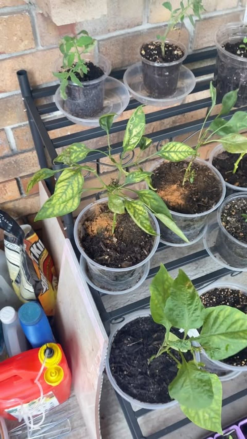 Natural Fungus Fighter