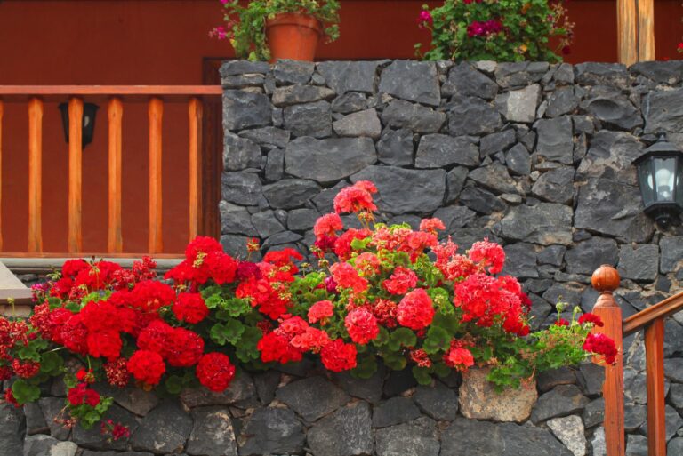 geraniums on patio