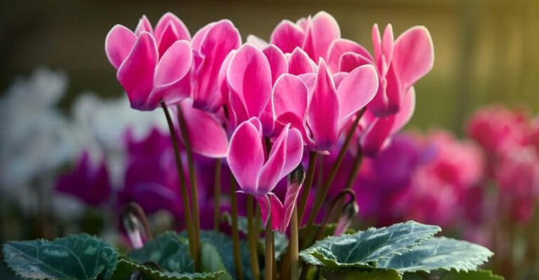 pink cyclamen