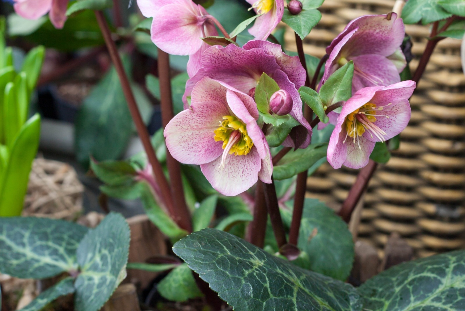 Why Hellebores Are Taking Over Tennessee Flower Beds This Season