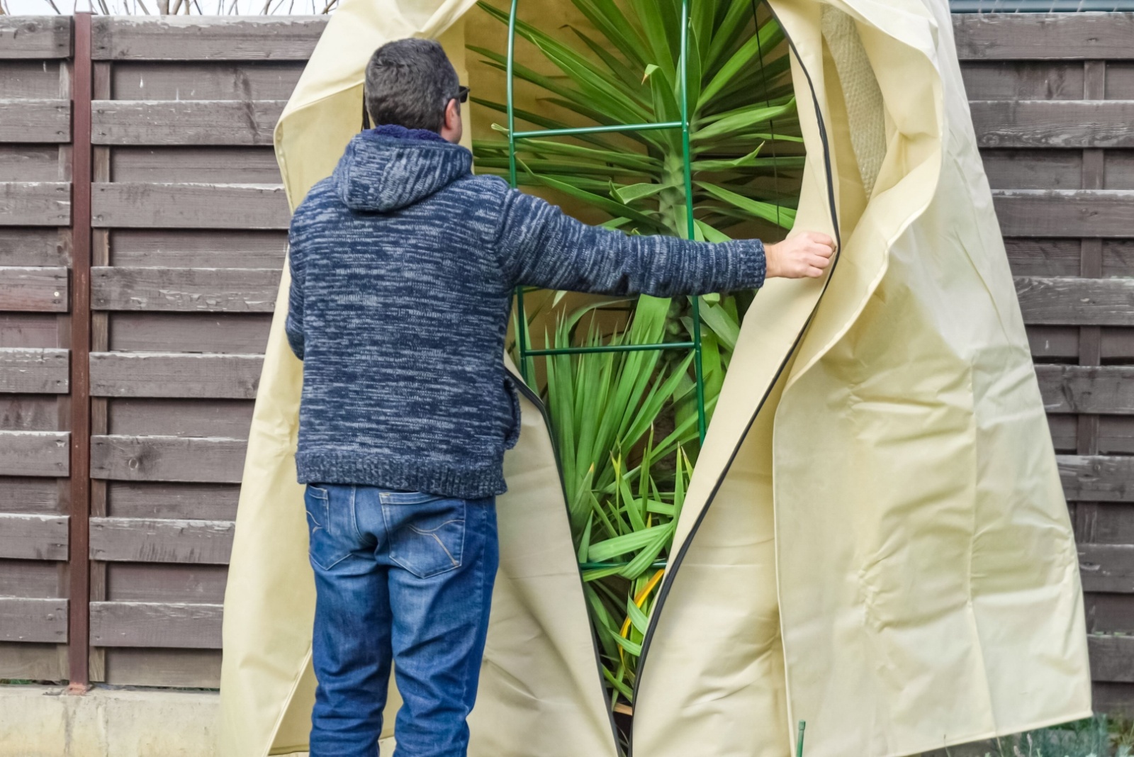 Why Homeowners In Florida Protect Tender Tropical Plants This December