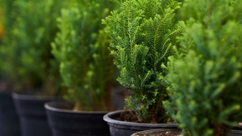 Cold-Hardy Plants That Survive Freezing Temperatures