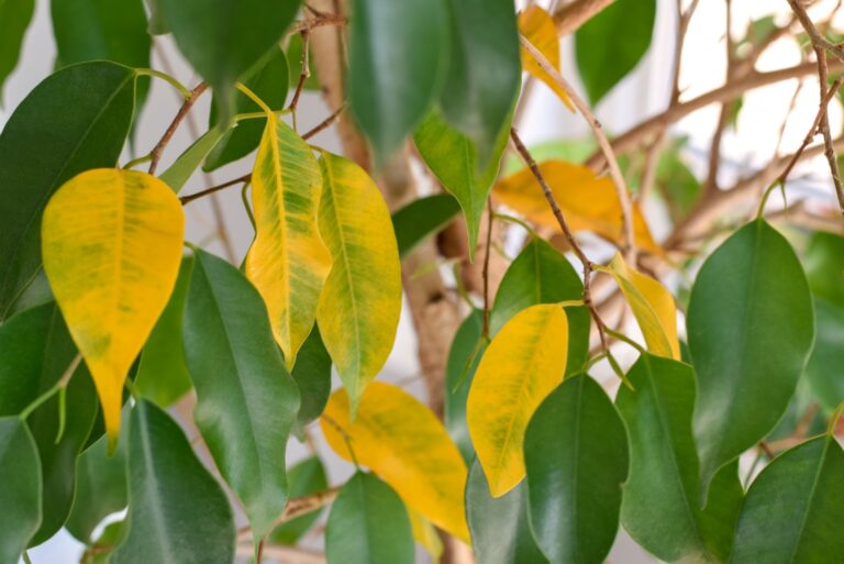 yellowed leaves on Ficus Benjamina houseplant