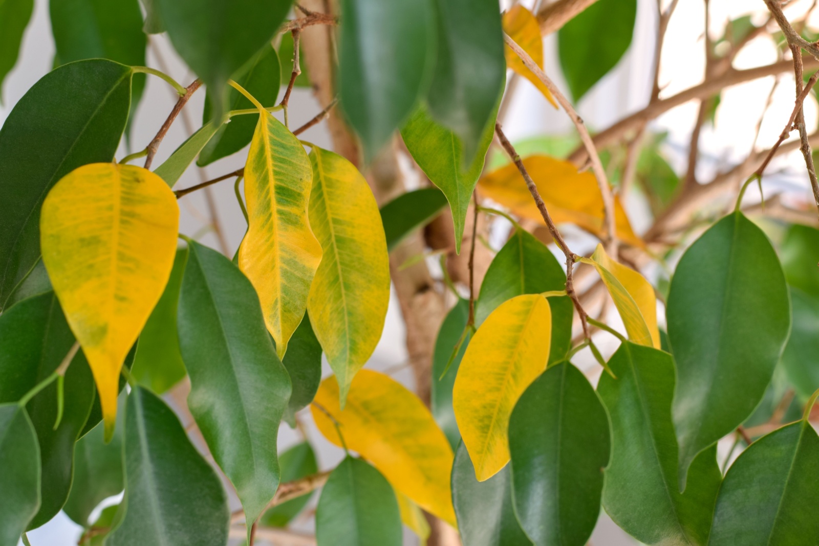 Why Houseplants In Chicago Are Turning Yellow This Winter And What Experts Say Is The Cause