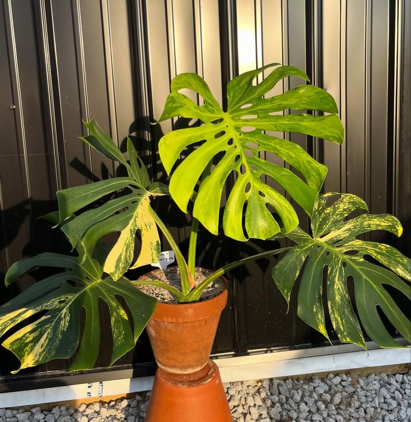 Brutal Winter Sunlight Shortage