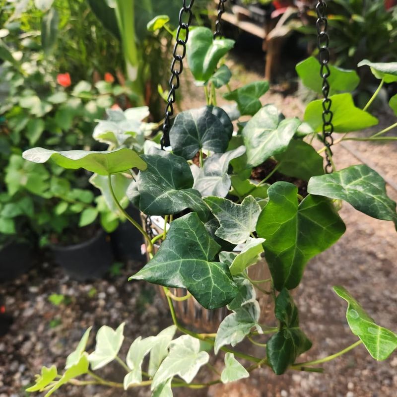 A Quick Heads-Up About English Ivy Spreading More Than You Expect