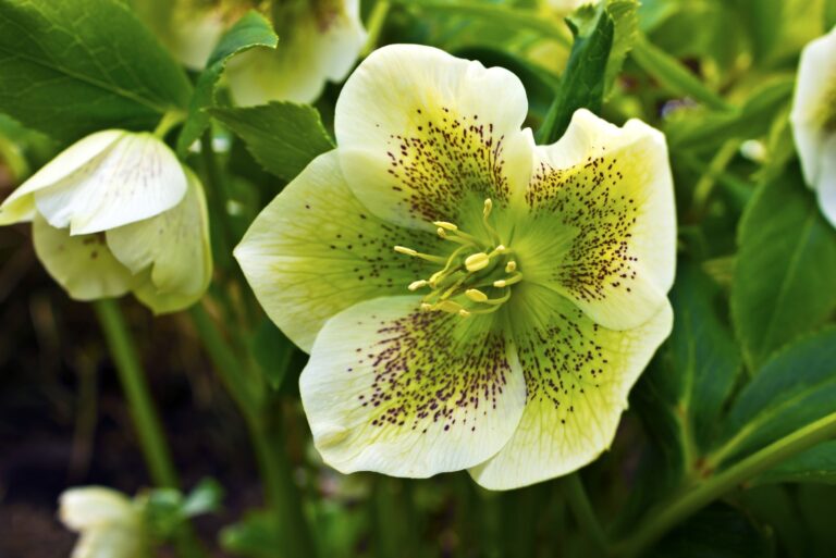 white hellebore in bloom