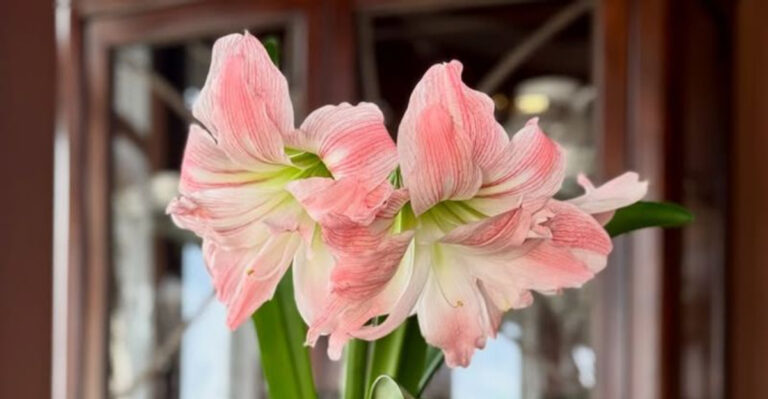 amaryllis flower