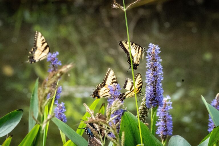 Eastern tiger swallowtail butterflies