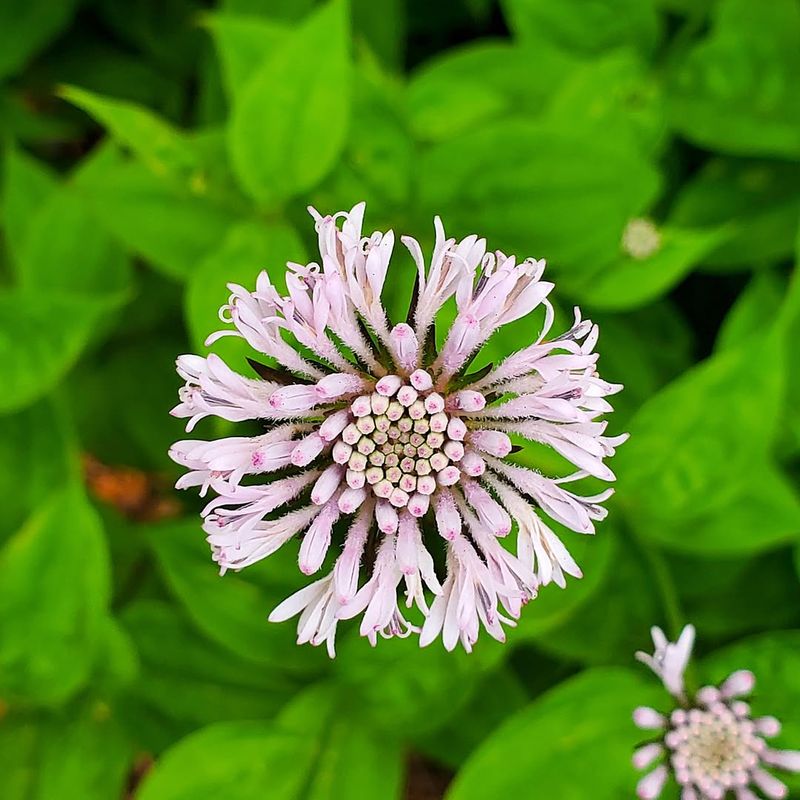 Plant Native Georgia Flowers And Shrubs