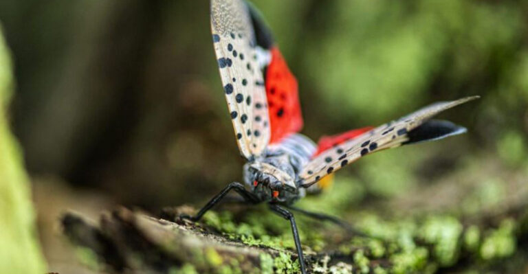 spotted lanternfly on tree trunk