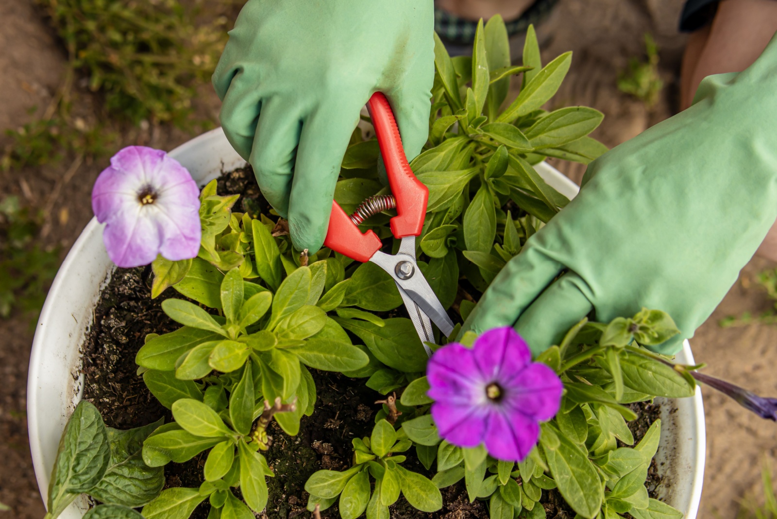Why Kentucky Gardeners Pinch Their Flowers Before December