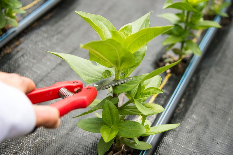 Encourages Bushier Growth Patterns