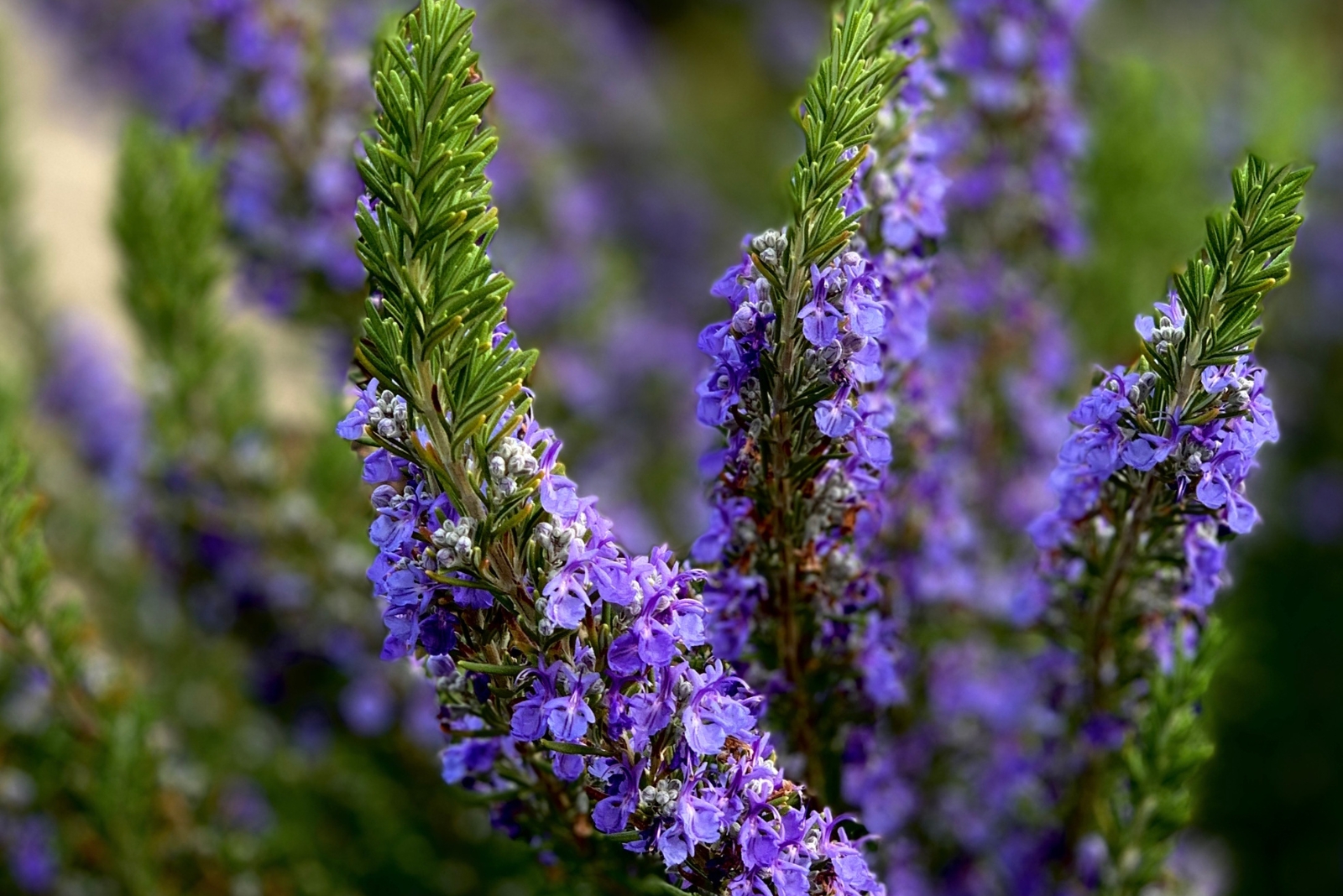 Why Lavender Makes The Perfect Patio Plant In Tennessee
