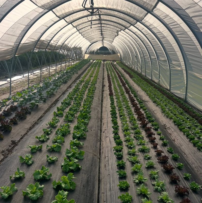 Cool Weather Triggers Sweetness