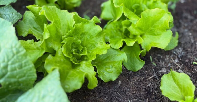 lettuce growing in winter field