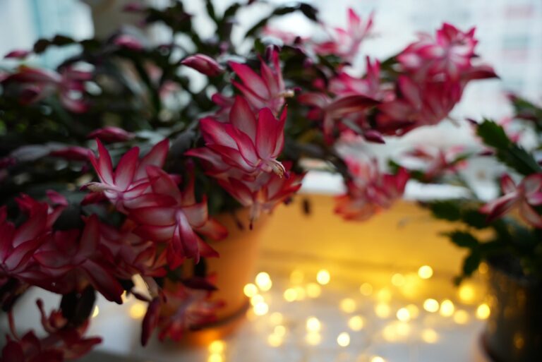christmas cactus