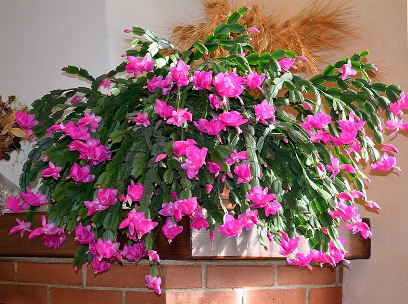 Thrives In Louisiana's Humid Climate