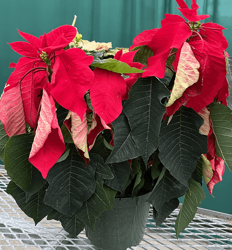 Unusually Warm Temperatures Confusing The Plants