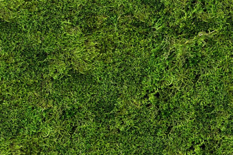 Seamless moss grass instead of lawn